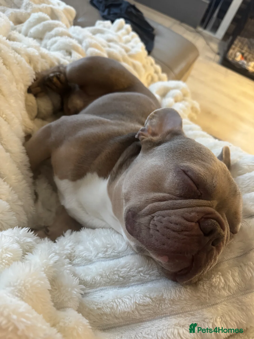 French Bulldog dogs for sale: Rocco 🐾 - Advert 2