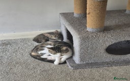 American Shorthair cats for sale: Caramel beautiful 2 year cat - Image 2