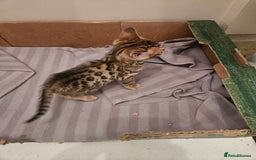 Bengal cats for sale: Pure Bengal kittens for sale - Image 23