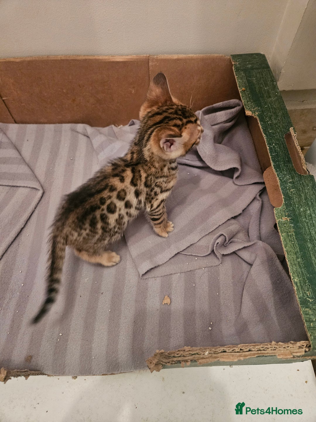 Bengal cats for sale: Pure Bengal kittens for sale - Image 23