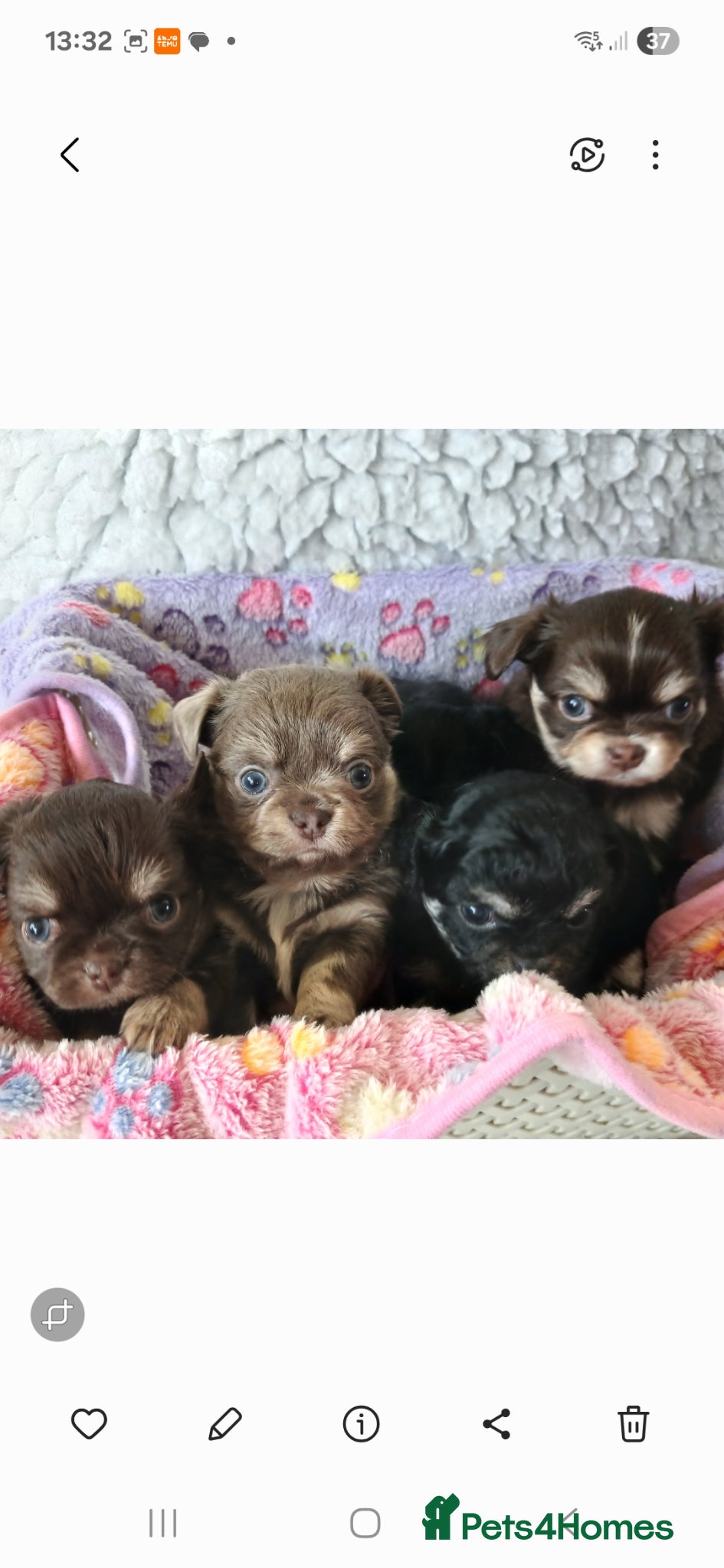 Chihuahua dogs  ❤️KC REG LONG COAT STUNNING PUPPIES❤️ - Advert 1