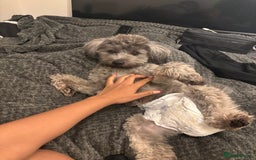 Mixed Breed dogs for sale: Puppies looking for a loving family  - Image 25