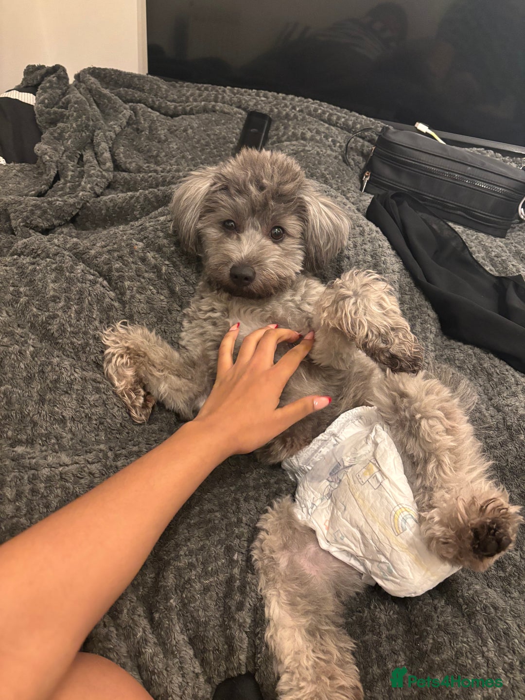 Mixed Breed dogs for sale: Puppies looking for a loving family  - Image 25