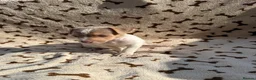 Jack Russell dogs for sale: Stunning jack russel puppies  in Swansea - Advert 2