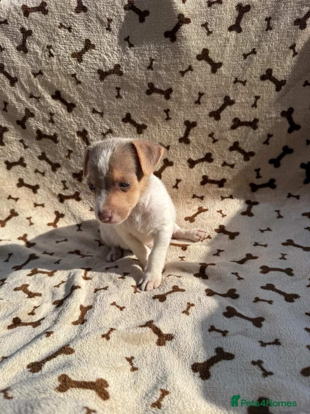 Jack Russell dogs for sale: Stunning jack russel puppies  in Swansea - Advert 2
