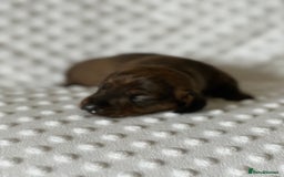 Miniature Dachshund dogs for sale: Champion  lines brindle / dapple mini daschund  - Image 12