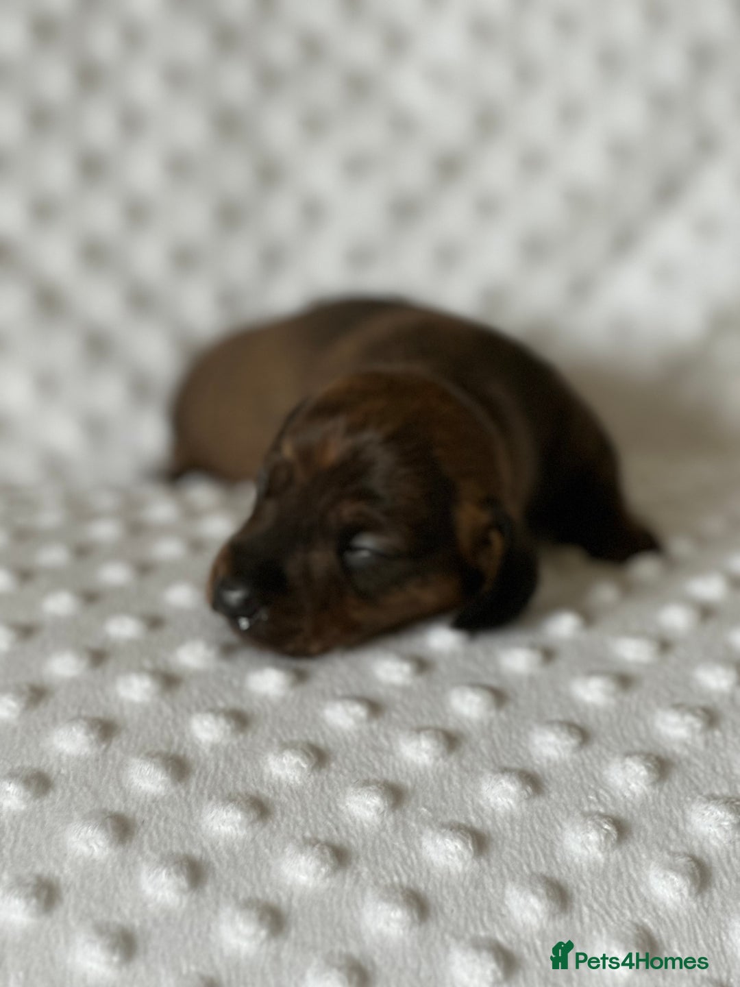 Miniature Dachshund dogs for sale: Champion  lines brindle / dapple mini daschund  - Image 12