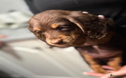 Miniature Dachshund dogs for sale: Longhair miniature Duchshund 🩵1boy 1girl left🩷 - Advert 12