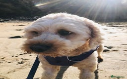 Cavapoo dogs for adoption: GRACIE 5yr old Cavapoo - Image 1