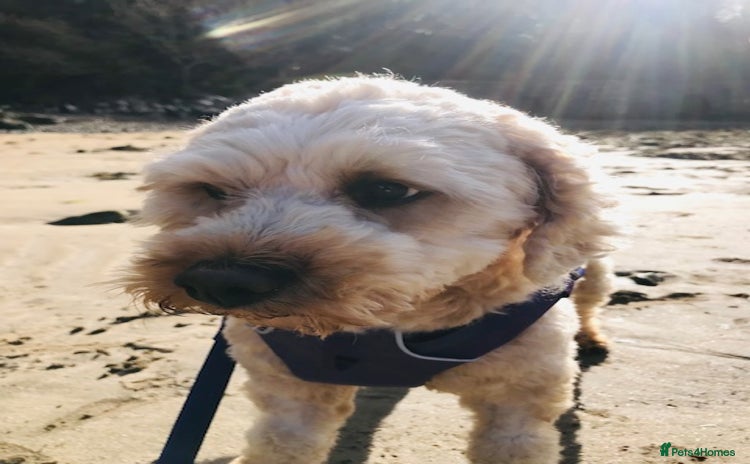 Cavapoo dogs - Advert 2