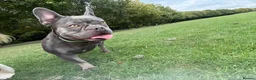 French Bulldog dogs for sale: 2 year old girl French bulldog called Nala  - Advert 3