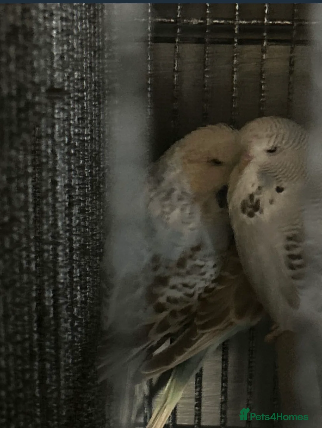 Budgerigars birds for sale: Young budgies  in Cumnock - Advert 2