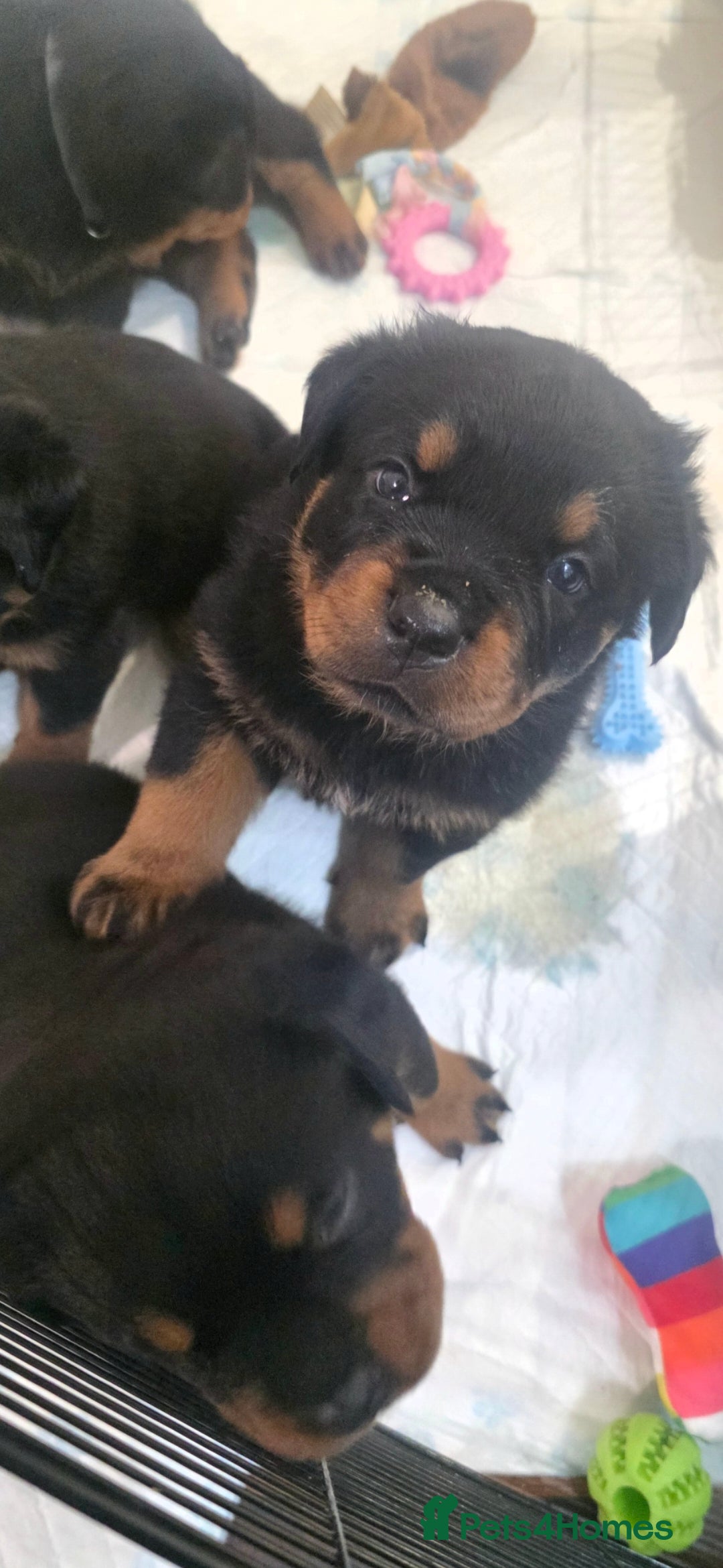 Rottweiler dogs Kc rottweiler viewing welcom. - Advert 9