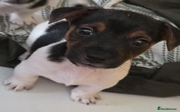 Jack Russell dogs for sale: Jack Russell pups - Image 31