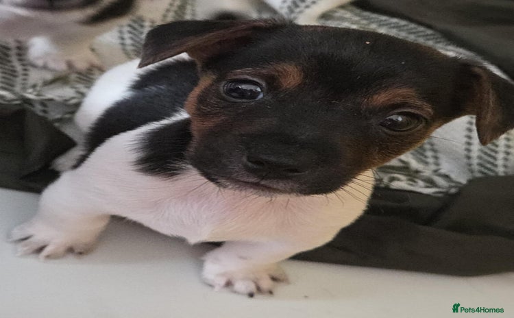 Jack Russell dogs - Advert 3