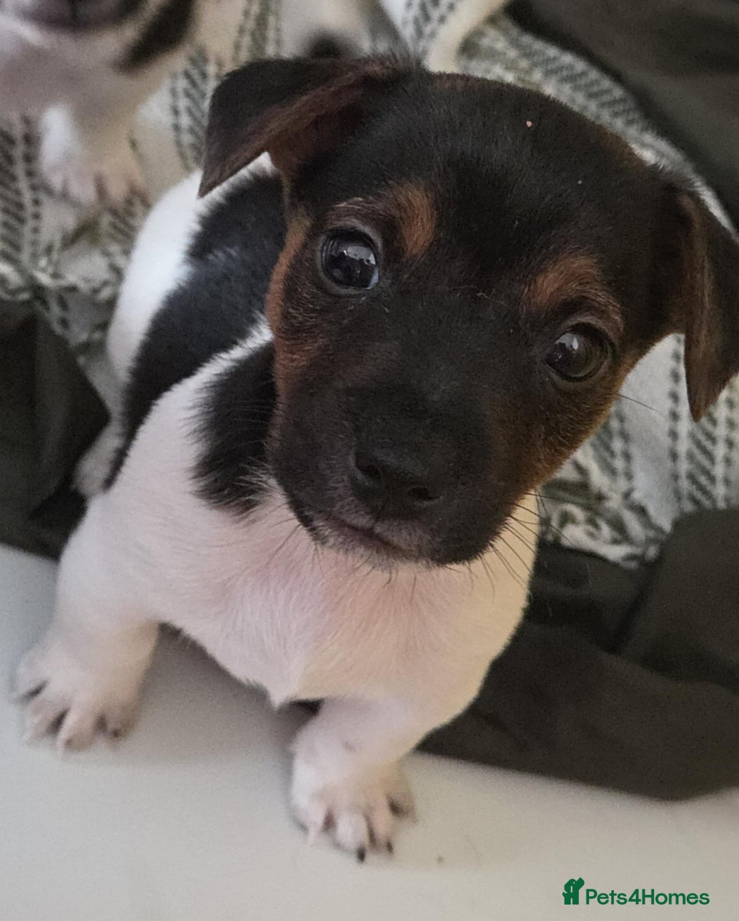 Jack Russell dogs for sale: Jack Russell pups - Image 31
