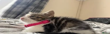Domestic Shorthair 1