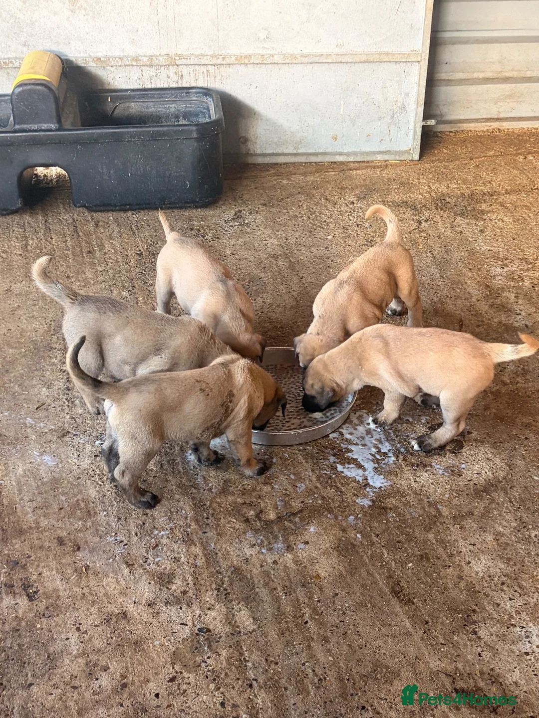 Anatolian Shepherd dogs for sale: 8 beautiful Antonian Shepherd pups  - Advert 19
