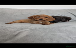 Cocker Spaniel dogs for sale: Beautiful Cocker Spaniel Puppies - Image 4