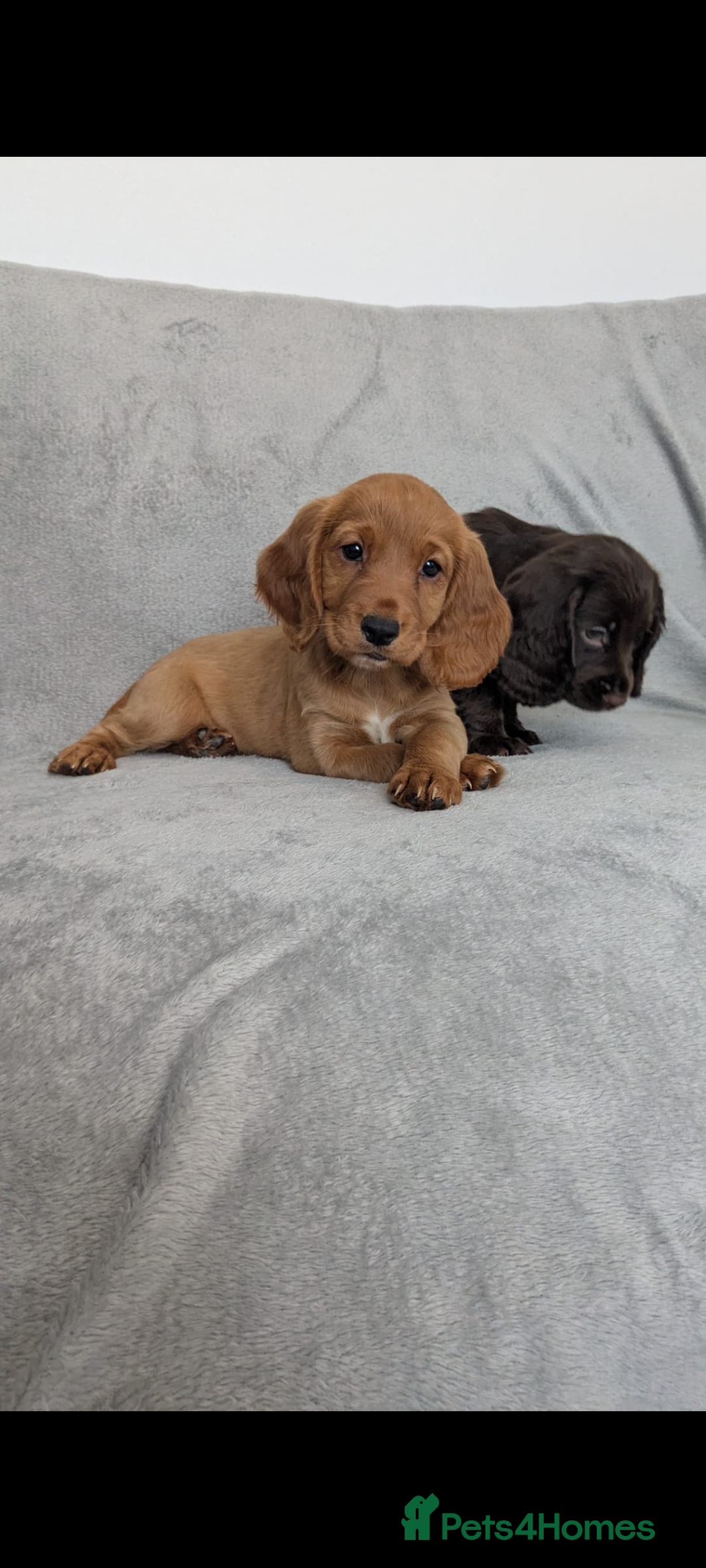 Cocker Spaniel dogs for sale: Beautiful Cocker Spaniel Puppies - Image 4