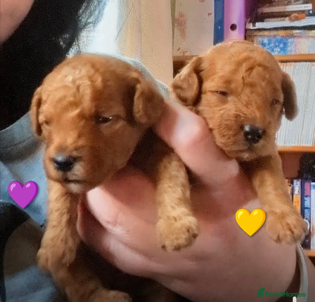 Cavapoo dogs Beautiful Cavapoo Puppies – Ready Soon 🐾 4💙 2🩷 - Advert 10