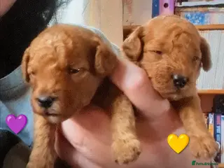 Cavapoo dogs Beautiful Cavapoo Puppies – Ready Soon 🐾 4💙 2🩷 - Advert 10