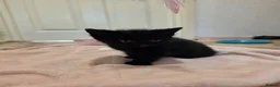 Mixed Breed cats for sale: 5 kittens and 1 cat in Wolverhampton - Advert 4
