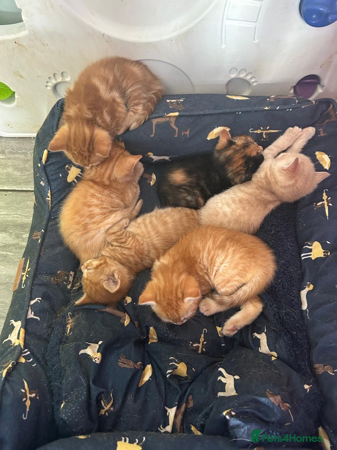 Mixed Breed cats for sale: Part Mainecoon Ginger Litter - Image 16