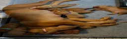 Dogue De Bordeaux dogs for stud: Dogue De Bordeaux proven Stud champion in blood - Advert 6