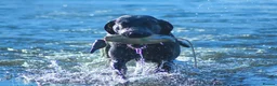 Labrador Retriever dogs for sale: FTCh Gunnerspeg Gambler × Greenbriar Tanzanite - Advert 23