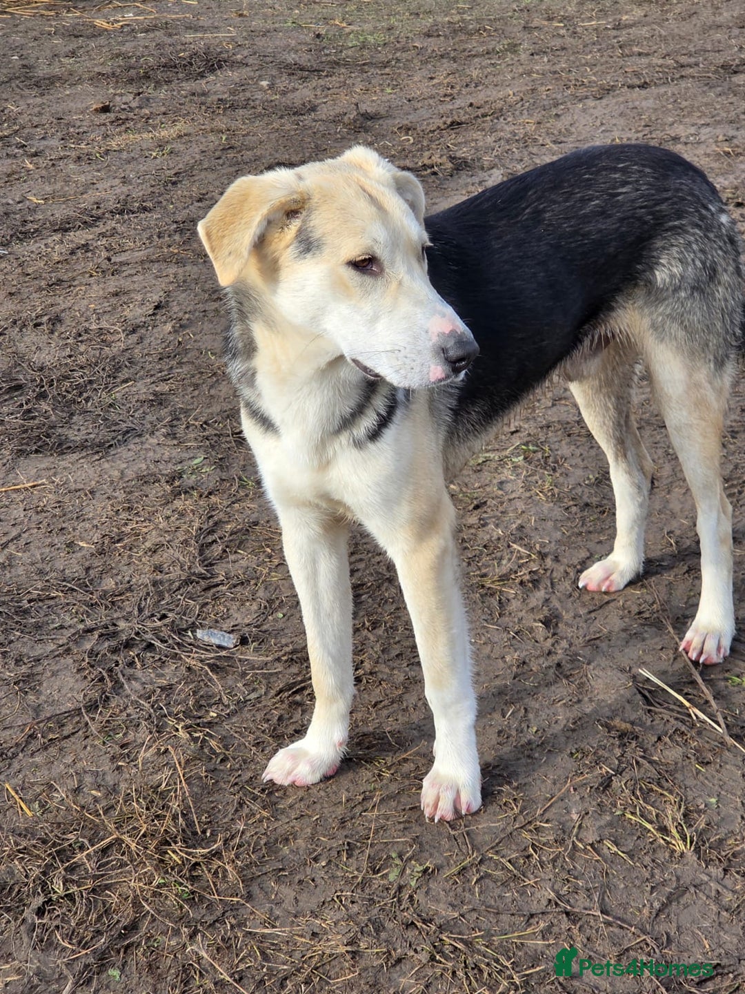 Mixed Breed dogs for adoption: RICKY - a superb young boy for a Loving Home - Advert 16