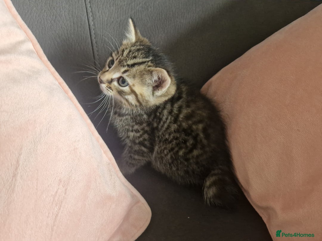 Mixed Breed cats for sale: 5 beautiful kittens 4 female 1 male - Image 24