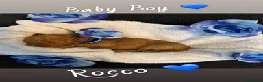Cavapoo Boy💙 SOLD