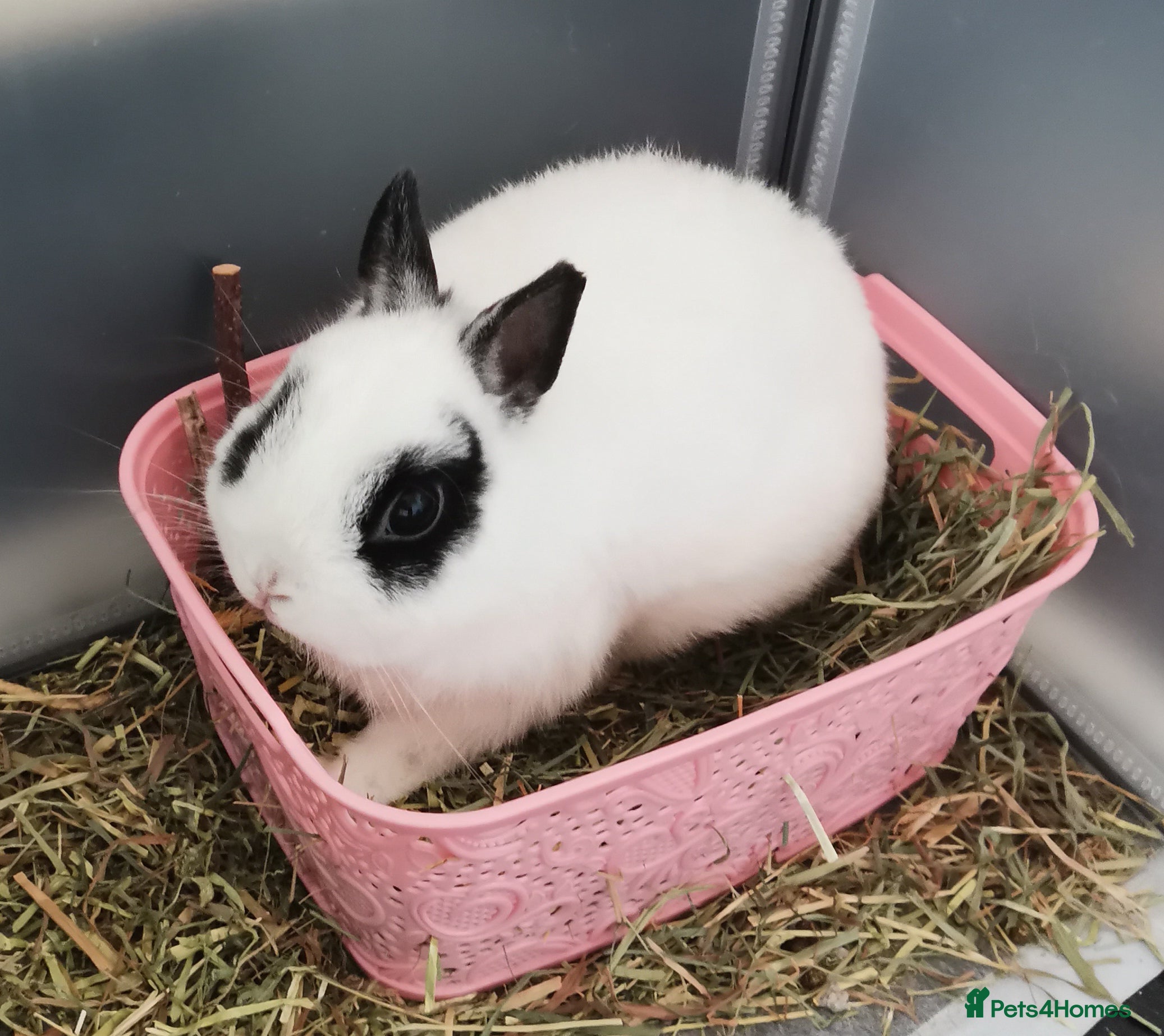 Netherland Dwarf rabbits Small Netherland Dwarf Rabbit  - Advert 3