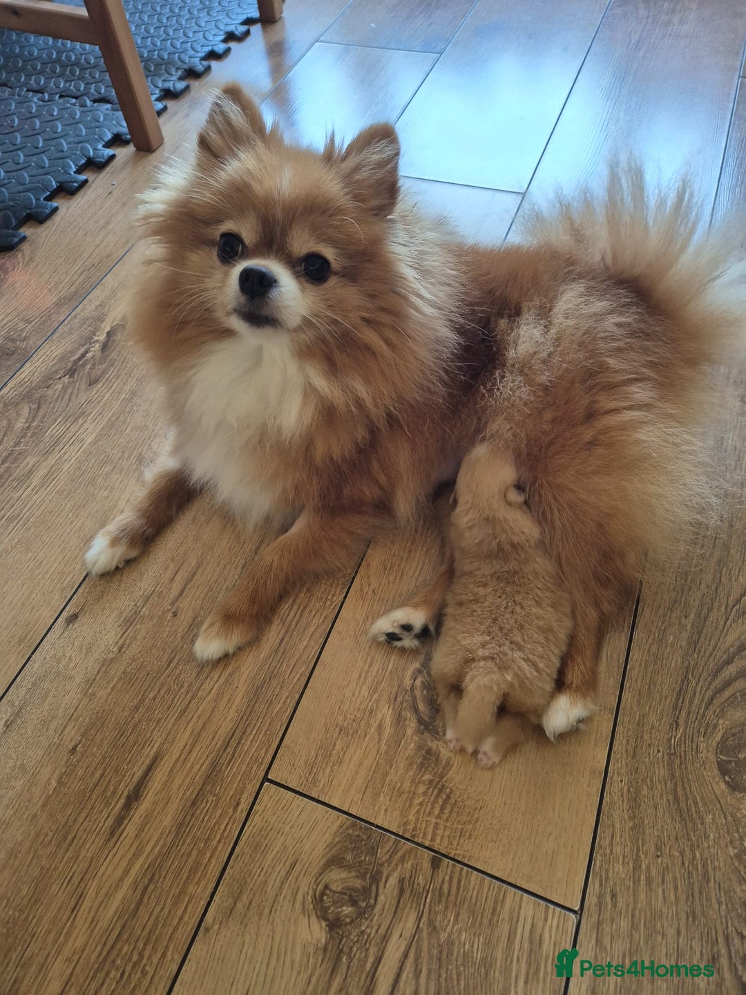 Pomeranian dogs for sale: Beautiful Pomeranian Puppies - Image 9