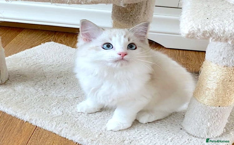 Ragdoll cats - Advert 16