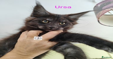 Maine Coon cats - Advert 4