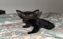 Domestic Shorthair cats for sale: Looking for my lovely forever home - Image 1