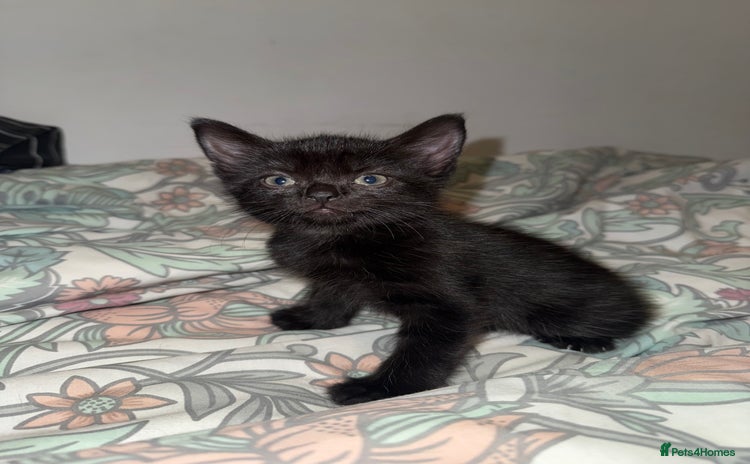 Domestic Shorthair cats - Advert 1