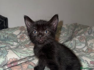 Domestic Shorthair cats - Advert 19