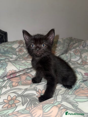 Domestic Shorthair cats - Advert 1