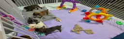 Boxer dogs for sale: Beautiful Boxer Puppies - Boys & Girls in Newtownabbey - Advert 6