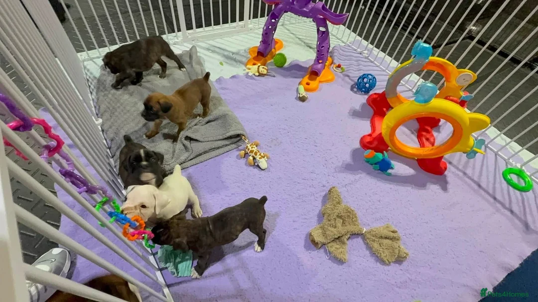 Boxer dogs for sale: Beautiful Boxer Puppies - Boys & Girls in Newtownabbey - Advert 6