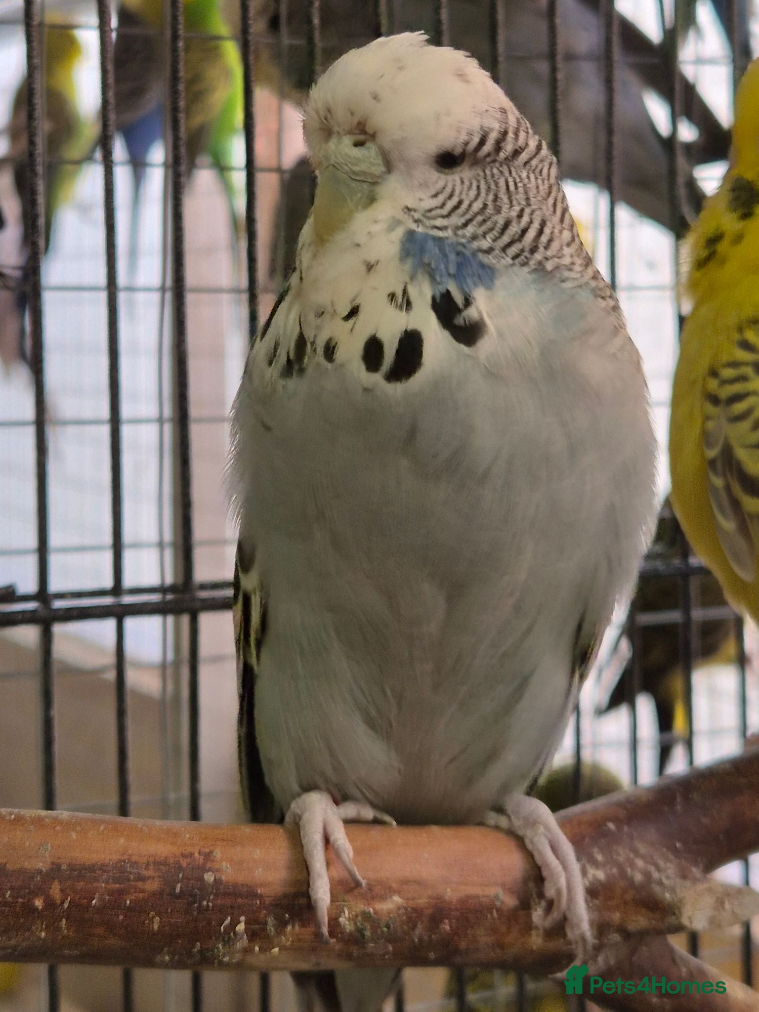 Budgerigars birds Hens variety colors - Advert 1