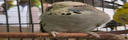 Budgerigars birds for sale: Hens variety colors - Advert 6