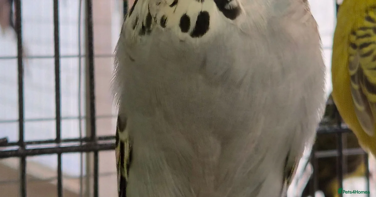 Budgerigars Birds for sale in England | Pets4Homes