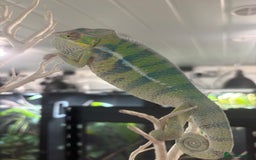 Chameleon reptiles for sale: Ambilobe male chameleon - Image 5