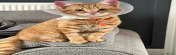 Mixed Breed cats for sale: ** 2 ginger Girls & 3 pure white girls ** - Advert 4