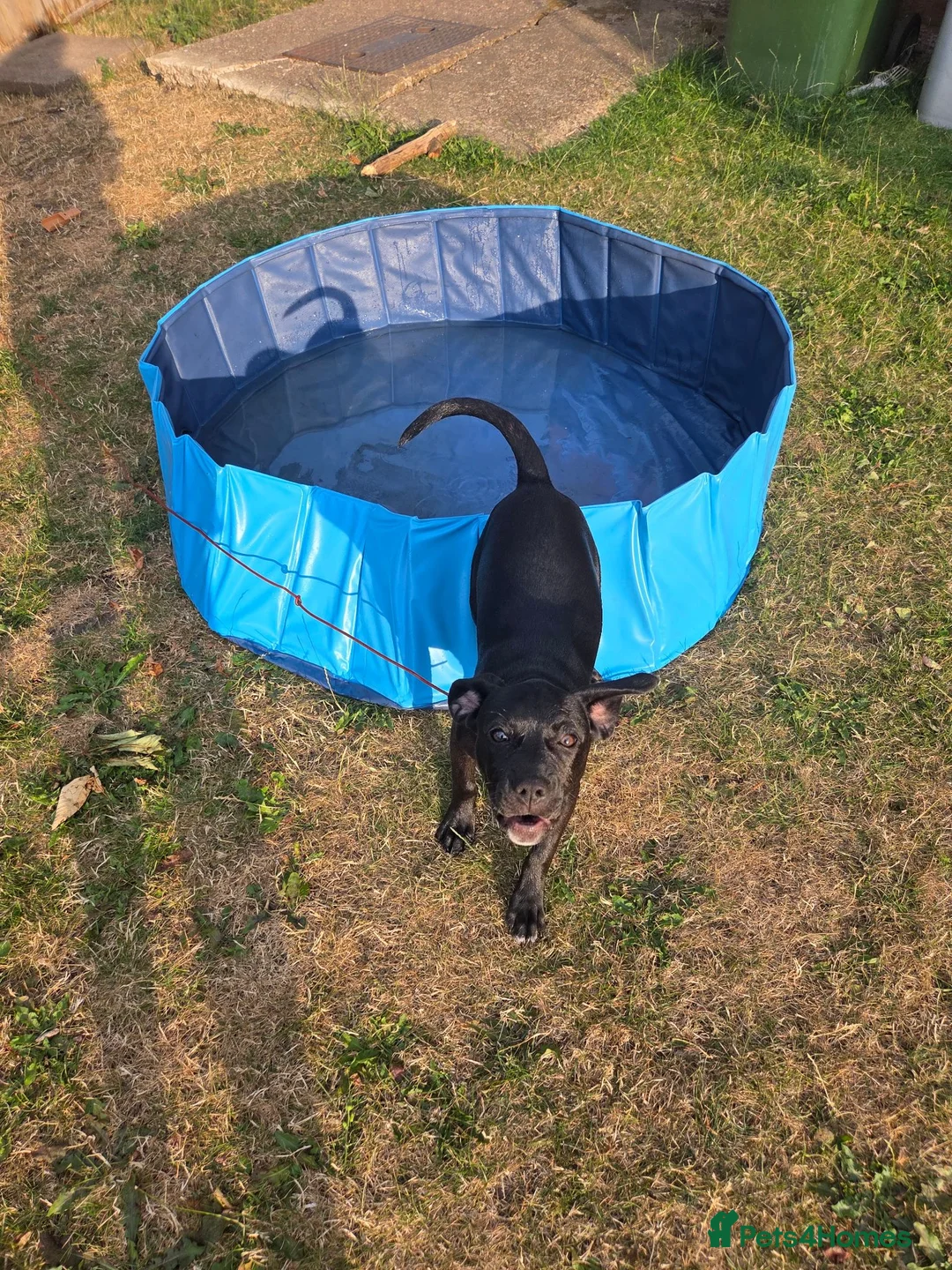 Mixed Breed dogs for sale: Luna Little Legs 6 months  - Advert 17