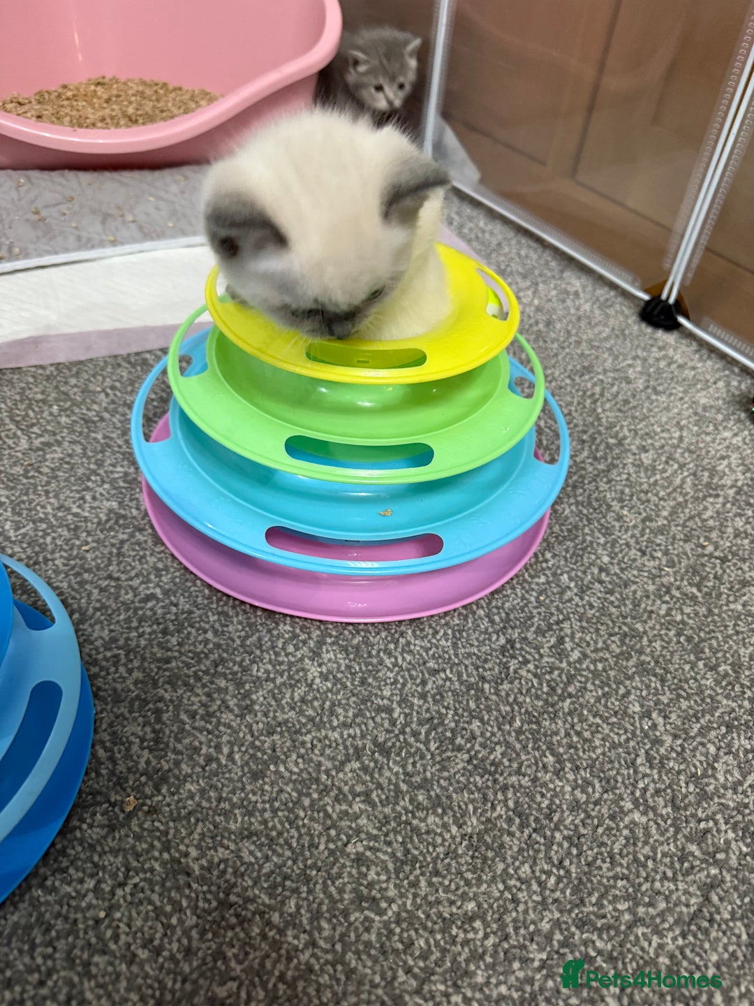 Ragdoll cats for sale: Ragdoll x main coon x British shorthair mix  - Image 31